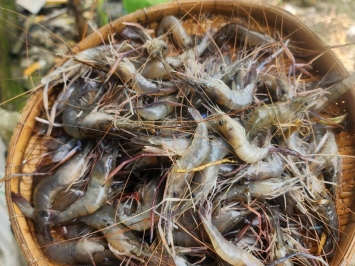 Hải Sản Tươi Sống Quận 6 | Vifood Giao Nhanh Trong Ngày