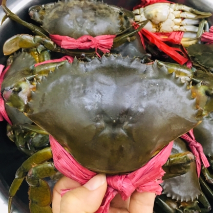 Cua thịt (cua Y) sống 300-450 gr/con