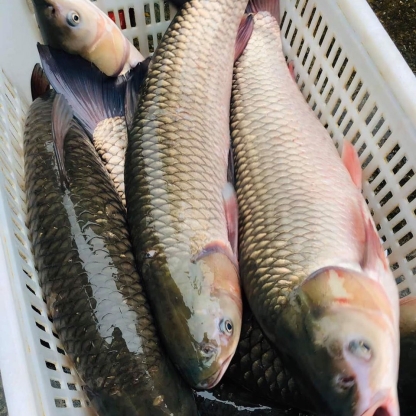 Cá trắm trắng (trắm cỏ)sống Size 7-8 kg/con