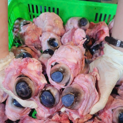 Mắt Bò