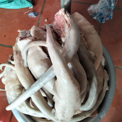 Đuôi bò
