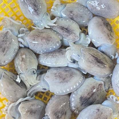 Mực nang tươi 8-10 con/kg