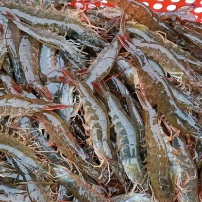 Tôm thẻ tươi sống  40-50 con/kg