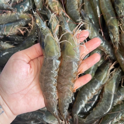 Tôm thẻ tươi sống  25-30 con/kg