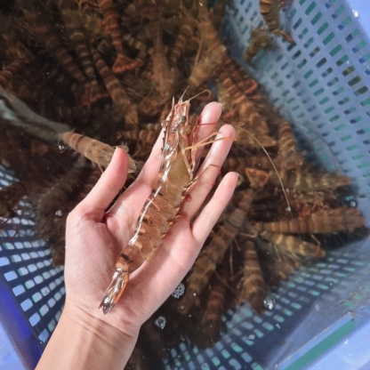 Tôm sú sống size 50-60 con/kg