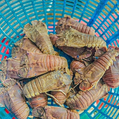 Tôm mũ ni trắng (tôm vỗ) đông lạnh 2-3 con/kg