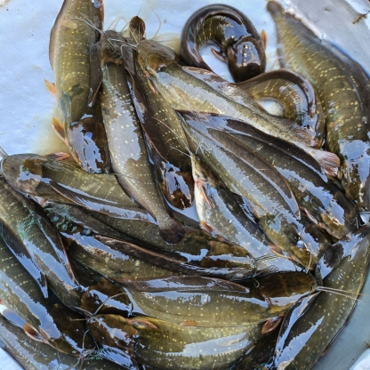 Cá trê vàng sống thiên nhiên Size 400-600 gr/con