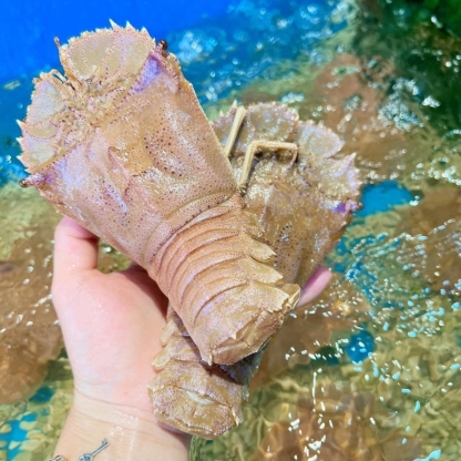 Tôm mũ ni trắng (tôm vỗ) sống 3-4 con/kg