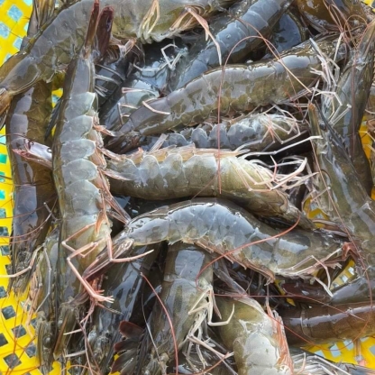 Tôm thẻ tươi sống 35-40 con/kg