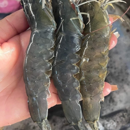 Tôm thẻ sống 15-20 con/kg