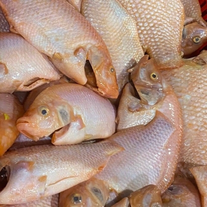 Cá điêu hồng đã làm sạch giá tốt Size 0,5-1 kg/con