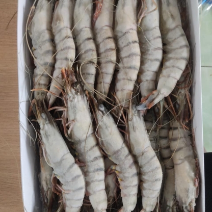 Tôm thẻ đông lạnh 25-30 con/kg