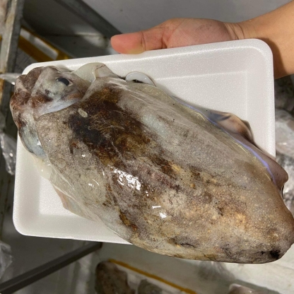 Mực nang đông lạnh 0,6-0,8 kg/con