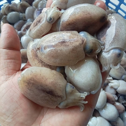 Mực nang tươi mới 10-15 con/kg