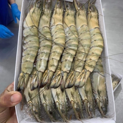 Tôm sú đông lạnh 10-15 con/kg
