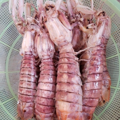 Tôm tít (bề bề) đông lạnh 6-8 con/kg