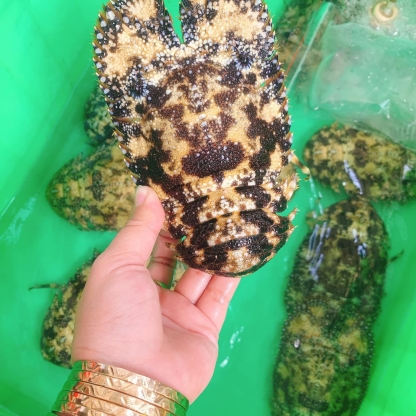 Tôm mũ ni đen (tôm vỗ) sống 2-3 con/kg