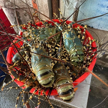 Tôm hùm tre đông lạnh 300-500 gr/con