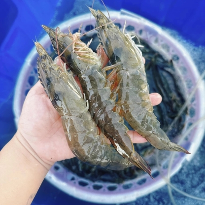 Tôm thẻ sống 40-50 con/kg
