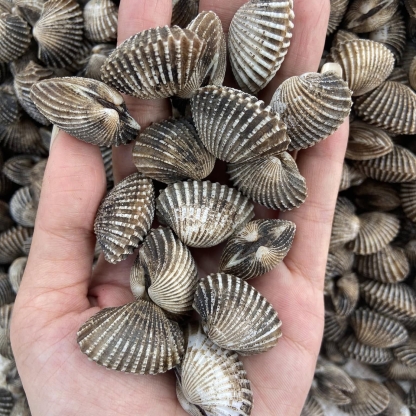 Sò huyết sống size 80-100 con/kg