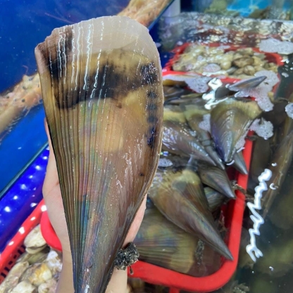 Sò mai sống size 3-4 con/kg