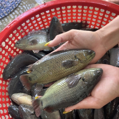 Cá rô sống mới đánh bắt, giá tốt Size: 2-3 con/kg