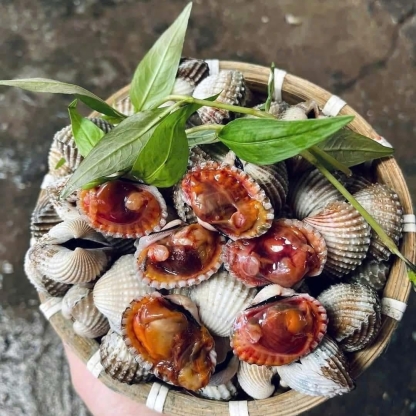 Sò huyết sống loại 1 size 30-40 con/kg