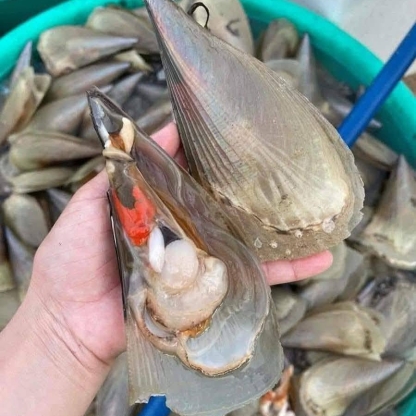 Sò mai sống size 6-7 con/kg