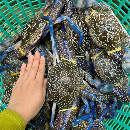 Ghẹ xanh đông lạnh chất lượng  5-6 con/kg