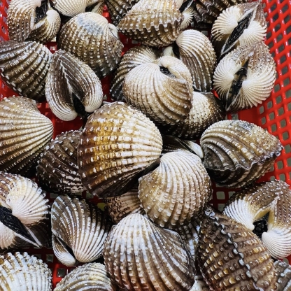 Sò huyết sống size 20-30 con/kg