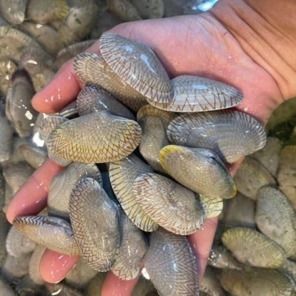 Ngao hoa (sò lụa) sống 80-100 con/kg