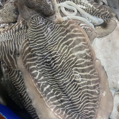Mực nang tươi size 2-3 con/kg