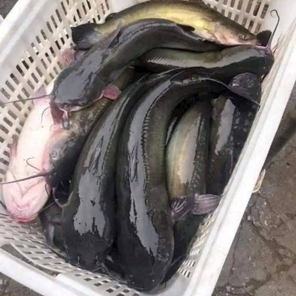 Cá lăng đen sống giá tốt, bổ dưỡng Size 1,5-2 kg/con