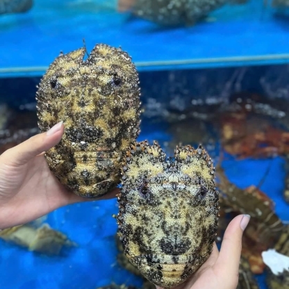 Tôm mũ ni đen (tôm vỗ) tươi sống 3-4 con/kg