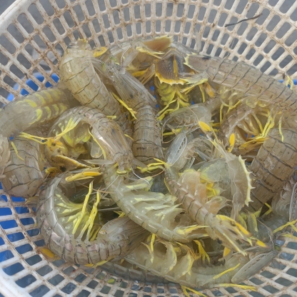Tôm tít (bề bề) tươi sống 10-12 con/kg