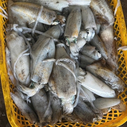 Mực lá câu tươi ngon 600-800 gr/con