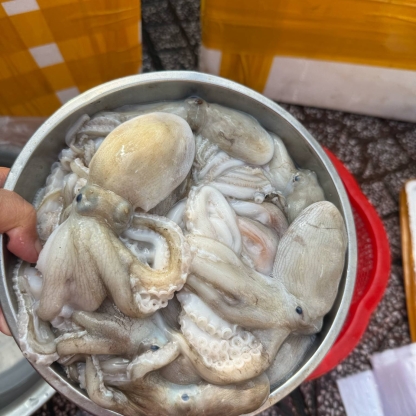 Bạch tuộc sống tươi ngon 3-4 con/kg