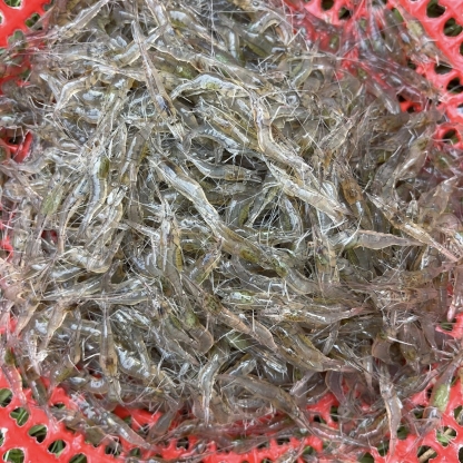 Tép đồng tươi sống thiên nhiên