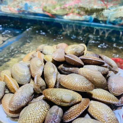 Ngao hoa (sò lụa) sống 50-60 con/kg