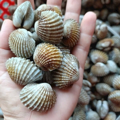 Sò huyết sống loại 1 size 40-50 con/kg