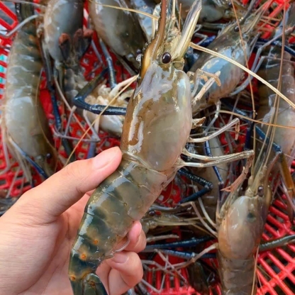 Tôm càng xanh (tôm lóng) sống 10-15 con/kg