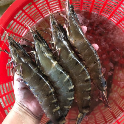 Tôm sú sống 40-50 con/kg