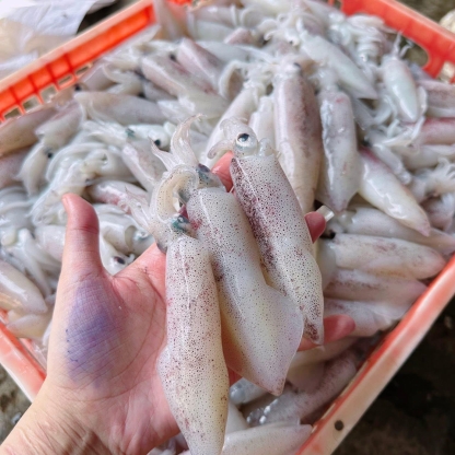 Mực ống câu loại 1 size 500-700 gr/con