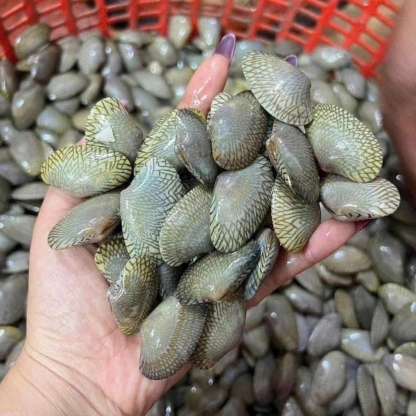 Ngao hoa (sò lụa) sống 30-40 con/kg