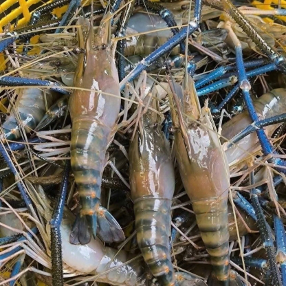  Tôm càng xanh (tôm lóng) tươi sống 8-10 con/kg