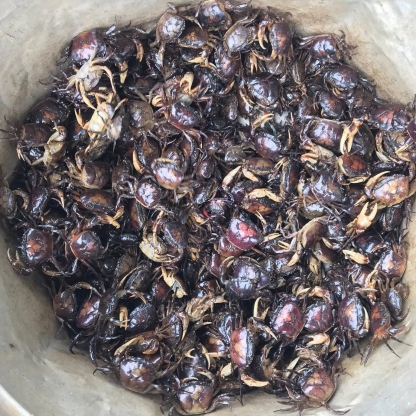 Cua đồng sống giá sỉ