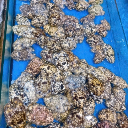 Tôm mũ ni đen (tôm vỗ) đông lạnh 6-7 con/kg