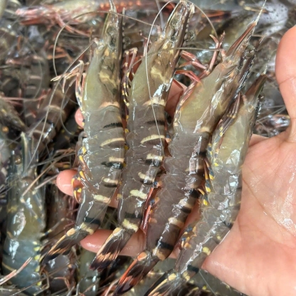 Tôm sú tươi sống size 60-70 con/kg