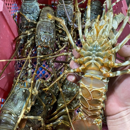 Tôm hùm tre sống 3-4 con/kg