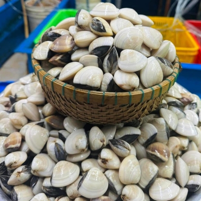 Nghêu sống, nuôi an toàn giá tốt size 15-20 con/kg